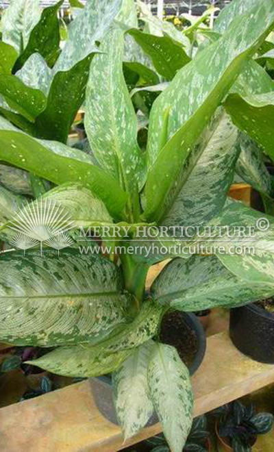 Aglaonema freeman 1